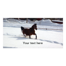 Snow Horse Picture Card