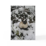Snow Images, Snow Cat Greeting Card