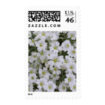 Snow In Summer Postage Stamps