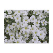 Snow In Summer Post Cards