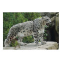 Snow Leopard 2 Poster posters
