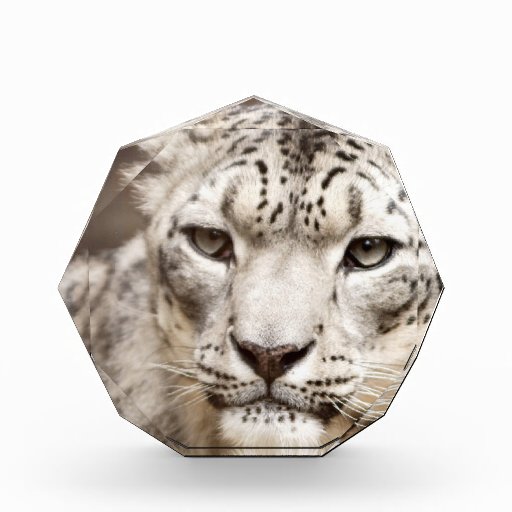 Snow Leopard Acrylic Award | Zazzle