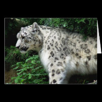 Snow Leopard cards