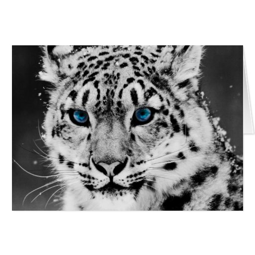 Snow Leopard Card | Zazzle