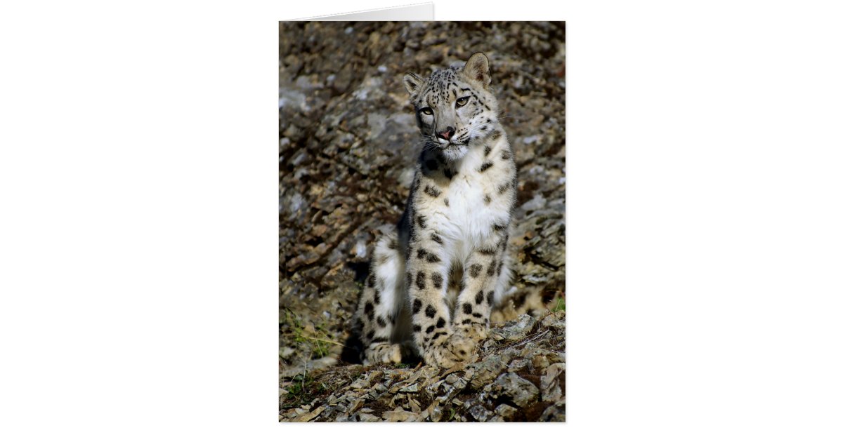 Snow Leopard - Christmas Card | Zazzle