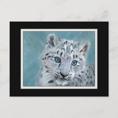 snow leopard cub in snow. Snow Leopard Cub Post Cards by