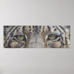 Snow Leopard Eyes posters