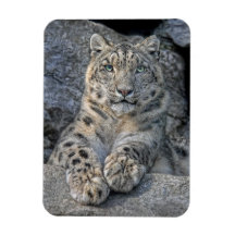 Snow Leopard Following Eyes Vinyl Magnet