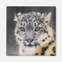 Snow Leopard Fridge Magnets