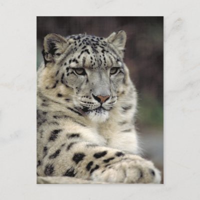 Snow Leopard Info Card Post Cards