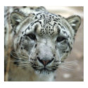 Snow Leopard - Look Into my Eyes posters by Tberling Snow Leopard - Look Into my Eyes posters