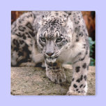 Snow Leopard Magnet magnets