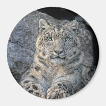 Snow Leopard Magnet