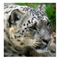 Snow Leopard - On the Lookout! posters by Tberling Snow Leopard - On the Lookout! posters