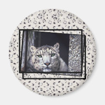 Snow Leopard Photo Fridge Magnet