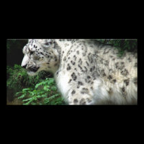 Snow Leopard photo cards