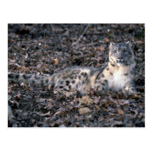 Snow leopard post cards