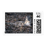 Snow leopard postage stamps
