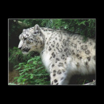 Snow Leopard postcards