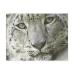 Snow Leopard Postcard