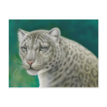 Snow Leopard Postcard