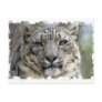 Snow Leopard Postcard
