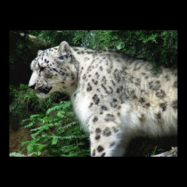 Snow Leopard posters