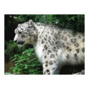 Snow Leopard posters