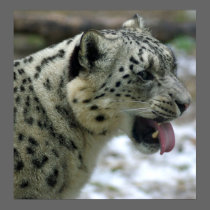 Snow Leopard posters