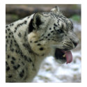 Snow Leopard posters