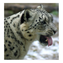 Snow Leopard posters by Tberling Snow Leopard posters
