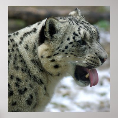 snow leopard pictures. Snow Leopard Print by Tberling