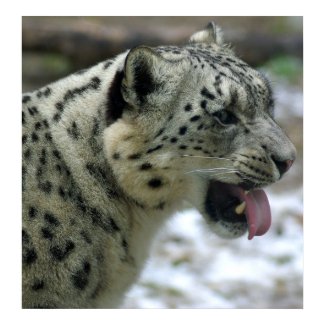 Snow Leopard print