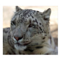 Snow Leopard posters by Tberling Snow Leopard posters