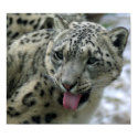 Snow Leopard posters by Tberling Snow Leopard posters