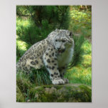Snow Leopard Print