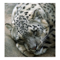 Snow Leopard - Sweet Dreams posters by Tberling Snow Leopard - Sweet Dreams posters