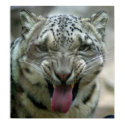 Snow Leopard - Wassup! posters by Tberling Snow Leopard - Wassup! posters