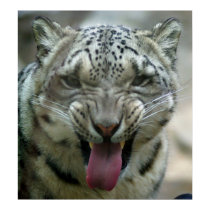 Snow Leopard - Wassup! posters by Tberling Snow Leopard - Wassup! posters