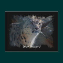 Snow Leopard Wild Cat Animal Lover Postcard postcards