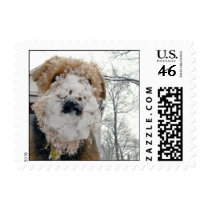Snow Lucy Stamp