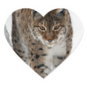 Snow Lynx Stickers