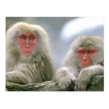 Snow Monkey Couple, Japanese Macaque, Post Card
