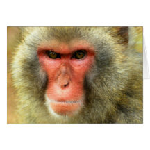 Snow Monkey Greeting Card