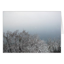 Snow on Branches