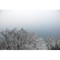 Snow on Branches