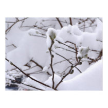 snow on buds posters
