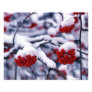 Snow on European Mountain Ash Berries, Utah.