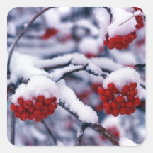Snow on European Mountain Ash Berries, Utah. Sticker