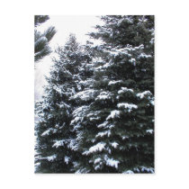 Snow On Firs postcards